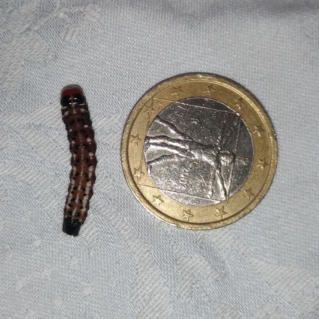 Bryotropha domestica? No, Gortyna flavago - Noctuidae